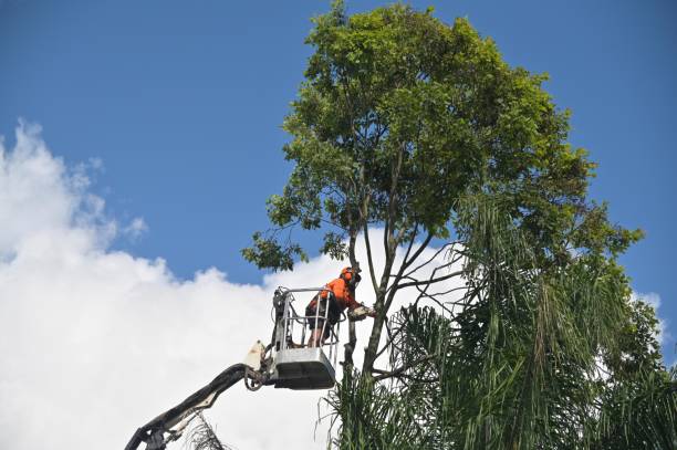 Tree and Shrub Care in Litchfield Park, AZ