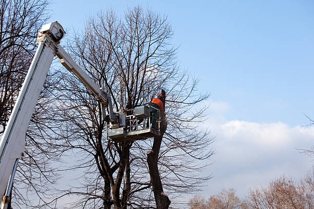 How Our Tree Care Process Works  in  Litchfield Park, AZ